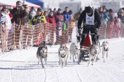 Lenk 2013
